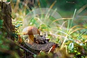 Bay bolete mushroom growing in the forest next to the stump in the grass. Edible single brown fungus with copy space background photo