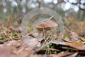 Bay Bolete mushroom growing in pine tree forest