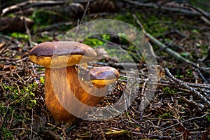 Bay Bolete Mushroom Imleria badia in the forest photo