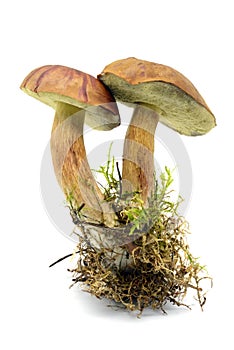 Bay bolete mushroom on isolated white background.