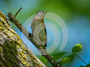 Bay-breasted Warbler (Setophaga castanea