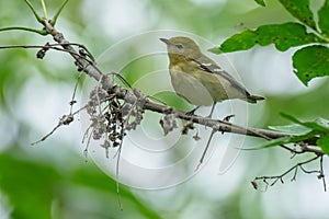 Bay-breasted Warbler - Setophaga castanea