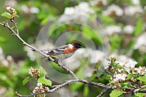 Bay-breasted warbler take off