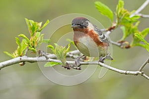 Bay-breasted Warbler - Wetophaga castanea