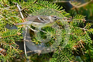 Bay-breasted Warbler - Wetophaga castanea photo