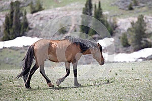 Bay buckskin wild horse stallion in the Pryor Mountains Wild Horse range in Wyoming USA