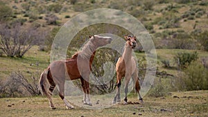 Bay and buckskin wild horse stallions fighting and rearing up in the Salt River wild horse management area near Mesa Arizona