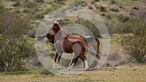 Bay and buckskin wild horse stallions kicking while fighting in the Salt River Canyon area near Scottsdale Arizona USA