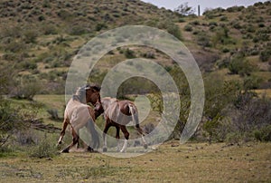 Bay and buckskin wild horse stallions running while fighting in the Salt River desert area near Scottsdale Arizona USA