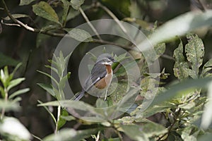 Bay-chested warbling-finch, Poospiza thoracica photo