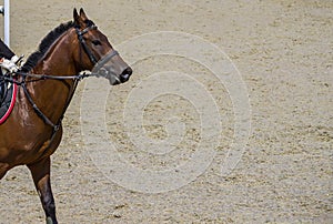 Bay chestnut horse close up. Bay horse portrait during dressage competition.