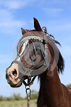 Bay colored arabian mare looking around at summer corral