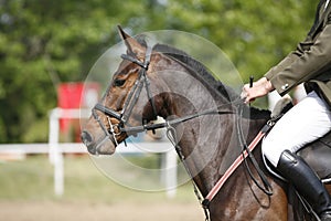 Bay colored purebred beautiful jumping horse canter on show jumping event