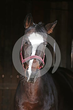 Bay colored young horse standing in the stable door at a farm, blurry black background, wooden barn, close up image