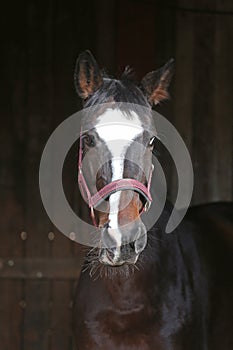 Bay colored young horse standing in the stable door at a farm, blurry black background, wooden barn, close up image