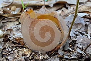 Bay Cup fungus or Peziza Badia mushroom