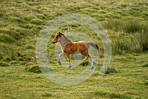 Bay Dartmoor Pony Foal