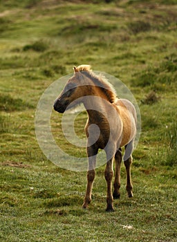 Bay Dartmoor Pony Foal