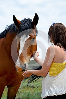 Bay Draft Horse and woman