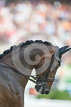 bay dressage horse with braided mane in dressage competition ring horse