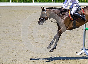 Bay dressage horse and rider in white uniform performing jump at show jumping competition.