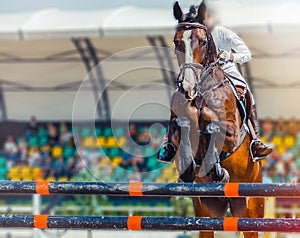 Bay dressage horse and rider in white uniform performing jump at show jumping competition. Equestrian sport background.