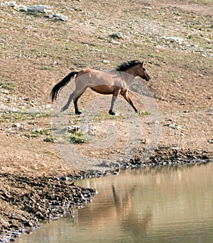 Bay Dun Buckskin Stallion wild horse running next to water hole in the Pryor Mountains Wild Horse Range in Montana USA