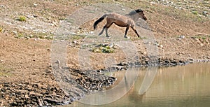 Bay Dun Buckskin Stallion wild horse running next to water hole in the Pryor Mountains Wild Horse Range in Montana USA