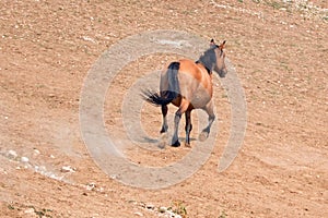 Bay Dun Buckskin Stallion wild horse running in the Pryor Mountains Wild Horse Range on the state border of Montana and Wyoming