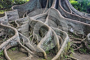 Bay Fig tree roots