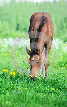 Bay foal grazing freely at pasture.  cloudy smmer day