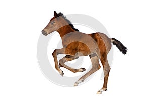 Bay foal isolated