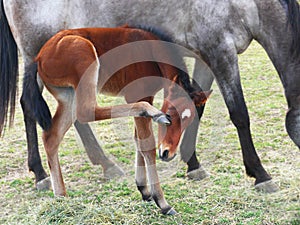 Bay Foal scratching face with hind hoof