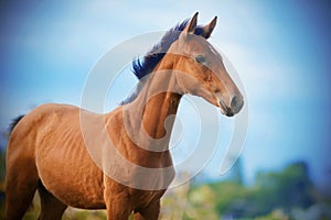 The Bay foal stands against the blue clear sky