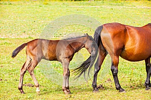 Bay foal who is with his mother in the summer in a meadow