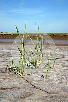 Bay of Fundy at low tide