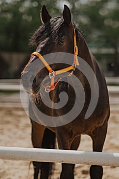 bay Hanoverian horse in levada. Close-up of the stallion. Portrait of an animal in a halter