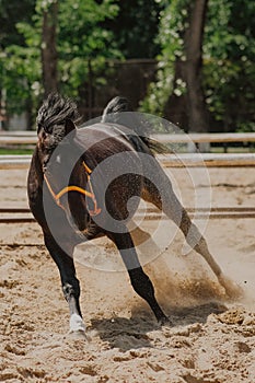 Bay Hanoverian stallion frolics in the paddock on the sand. Gallop and jump. Photos in motion. Free horse