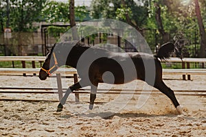 bay Hanoverian stallion frolics in the paddock on the sand. Gallop and jump. Photos in motion. Free horse