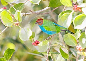 Bay Headed Tanager perched between the foliage