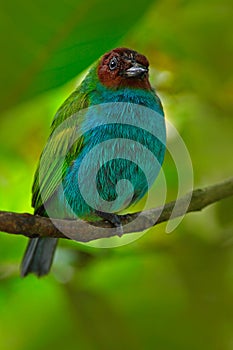 Bay-headed Tanager, Tangara gyrola, exotic tropic blue tanager with red head, Costa Rica. Blue and green songbird in the nature ha