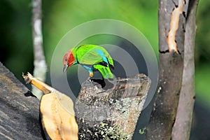 Bay-headed Tanager, Tangara Gyrola Toddi, beautiful red green and blue songbird, El Jardin, Colombia photo