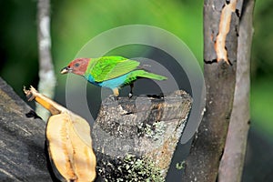 Bay-headed Tanager, Tangara Gyrola Toddi, beautiful red green and blue songbird, El Jardin, Colombia photo