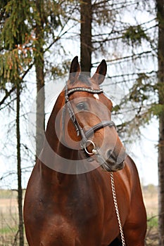 Bay holsteiner horse portrait with bridle