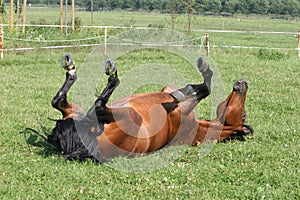 Bahía un caballo 