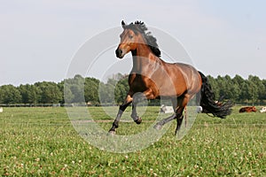 Bahía un caballo 