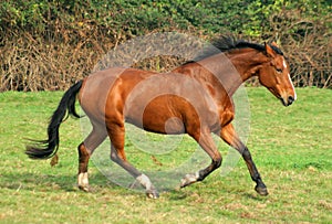 The bay horse