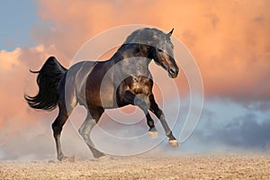 Bay horse against beautiful sky