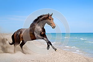 Bay horse along seashore photo