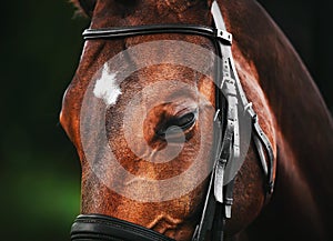 A bay horse with a black bridle on its muzzle on its forehead against a background of green foliage. Equestrian sports. Nature